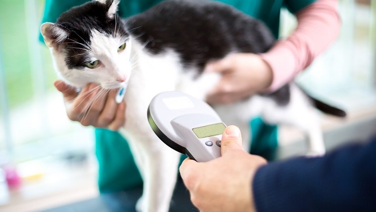 Tierarzt identifizieren Katze durch Mikrochip-Implantat
