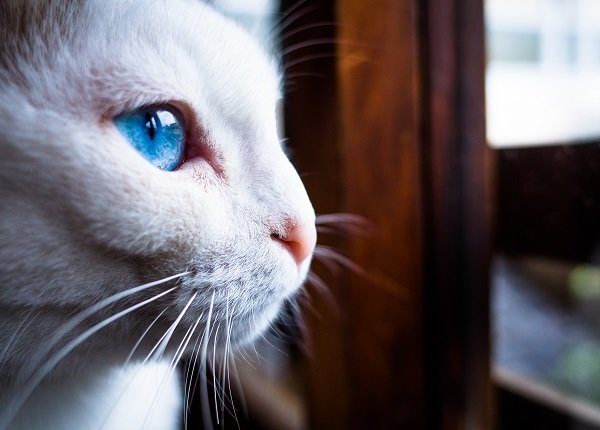 This photo was taken at a cat cafe in Kyoto. The profile of a white cat with blue eyes.