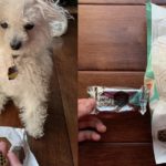 DogTime Review: Schmecken die Leckerbissen mit leckeren Kämmen gut und helfen sie der Zahngesundheit Ihres Hundes?