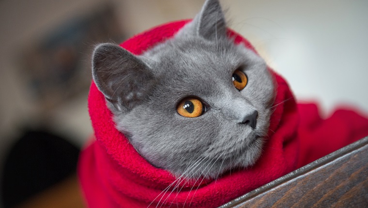 Katze in eine rote Decke gewickelt, bereit für kalte Wintertage