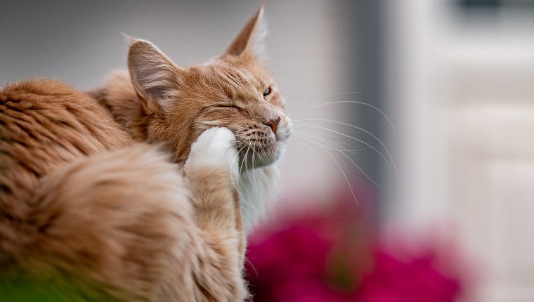 Maine Coon Katze mit Flöhen, die sein Gesicht kratzen