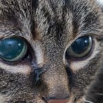 Acute glaucoma in adult cat, intraocular presure increased and blind at presentation,