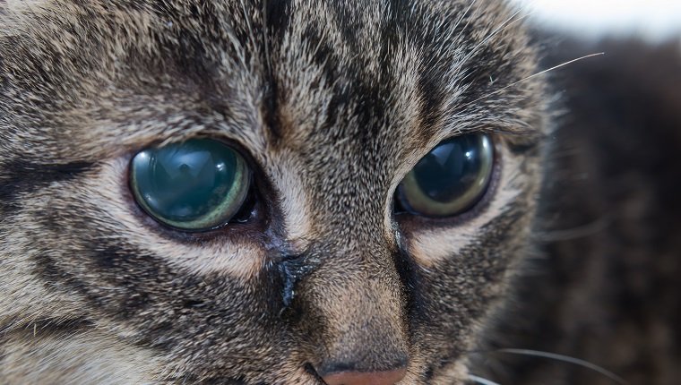 Akutes Glaukom bei erwachsenen Katzen, erhöhter Augeninnendruck erhöht und bei der Präsentation blind,