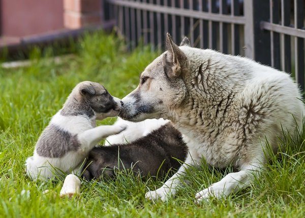 Mother dog with baby puppies, A cute puppy, a dog, dog - focus on front - blurred background.