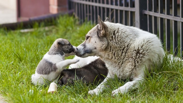 Mutterhund mit Babywelpen, ein niedlicher Welpe, ein Hund, Hund - Fokus auf Front - unscharfer Hintergrund.