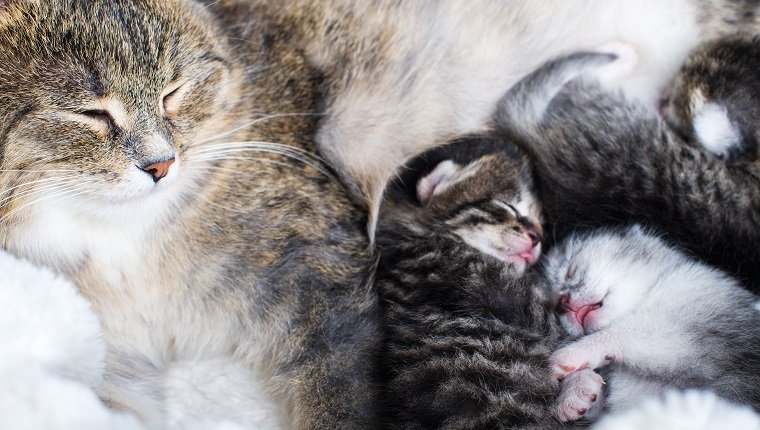 Mother cat feeding her newborn babies on Mother