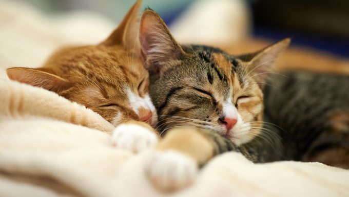 adolescent cats resting