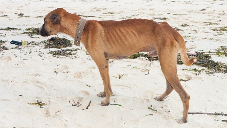 dünner streunender Hund an einem Strand in Bohol