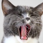Handsome male grey and white cat yawning