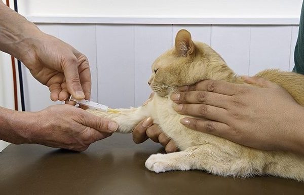 cat getting blood type tested