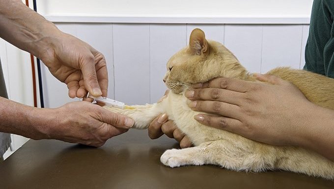 cat getting blood type tested