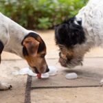 Two Jack Russell Terrier dogs. Dog in heat summer quenches his thirst on an ice cube