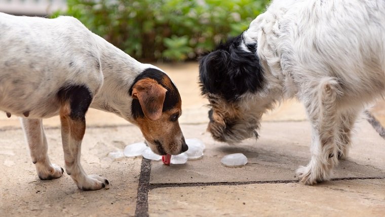 Zwei Jack Russell Terrier Hunde. Hund im heißen Sommer stillt seinen Durst auf einem Eiswürfel