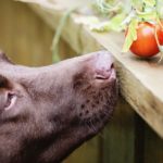 dog sniffing tomatoes