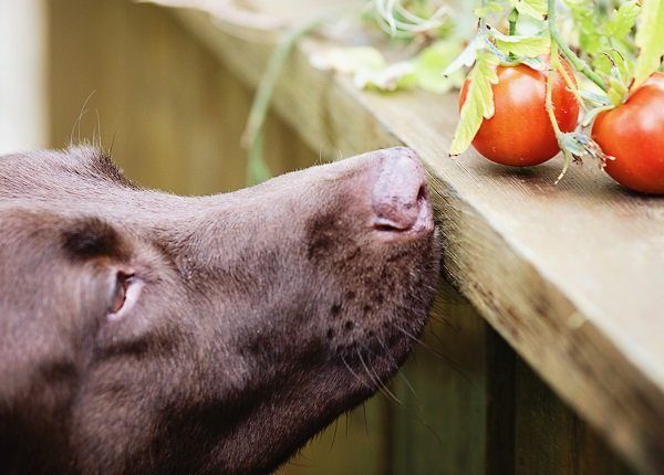 dog sniffing tomatoes