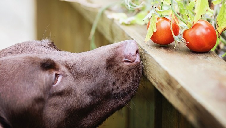 Können Hunde Tomaten essen? Sind Tomaten für Hunde sicher? Haustiere Welt