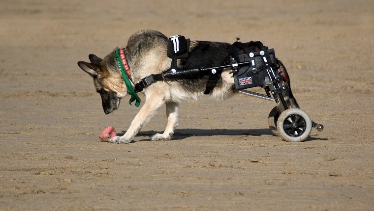 Alsation Hund am Strand mit Mobilitätsrädern, um seine gelähmten Beine in Cornwall, England zu ersetzen.
