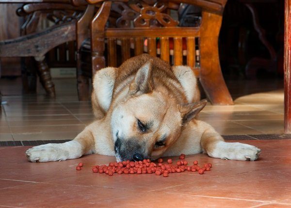Occasionally, the dog is unwilling to eat. In these cases, it may be lazy or dont like food, Akita japan dog.