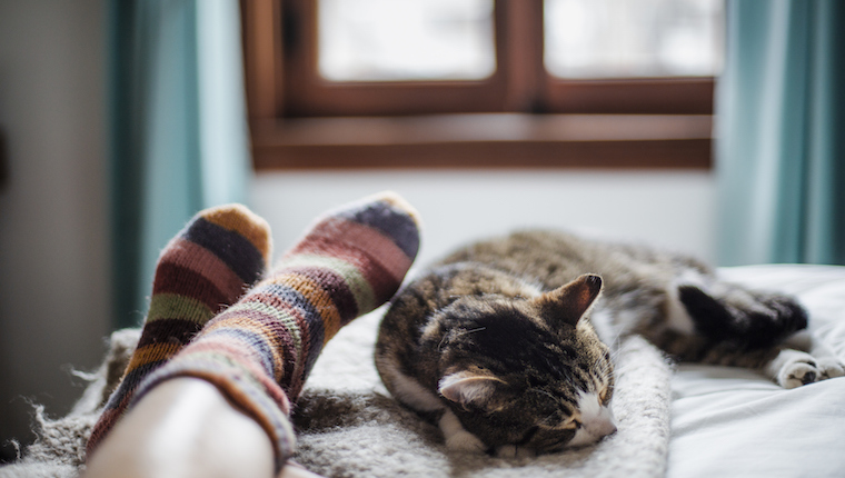 Katze und Mensch in Socken