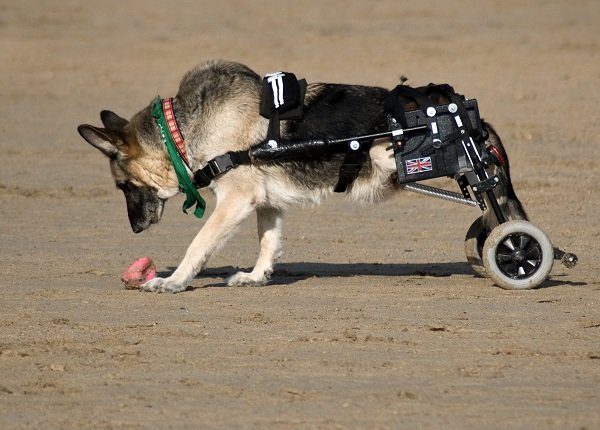 Alsation dog on beach with mobility wheels to replace its paralyzed legs in Cornwall, England.