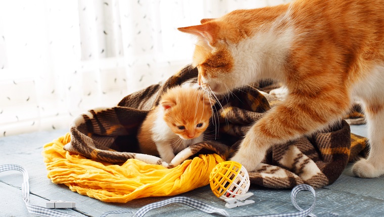 Ingwerkatze und Kätzchen. Mutterkatze kommt, um Kätzchen am Muttertag an den sicheren Ort zu bringen.