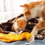 Ginger cat and kitten. Mother cat comes to take kitten to the safe place on Mother