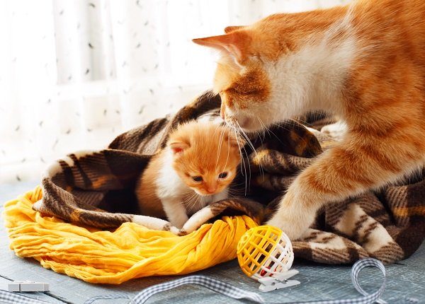 Ginger cat and kitten. Mother cat comes to take kitten to the safe place on Mother