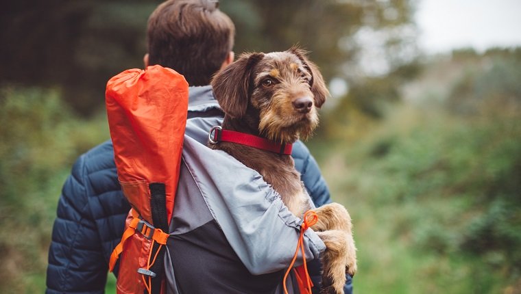 Junger Mann, der im Wald mit ihrem Hund geht. Einen Hund in einem Rucksack auf dem Rücken tragen. Sie sind glücklich und fröhlich. Genießen Sie einen schönen Herbsttag im Bergwald.