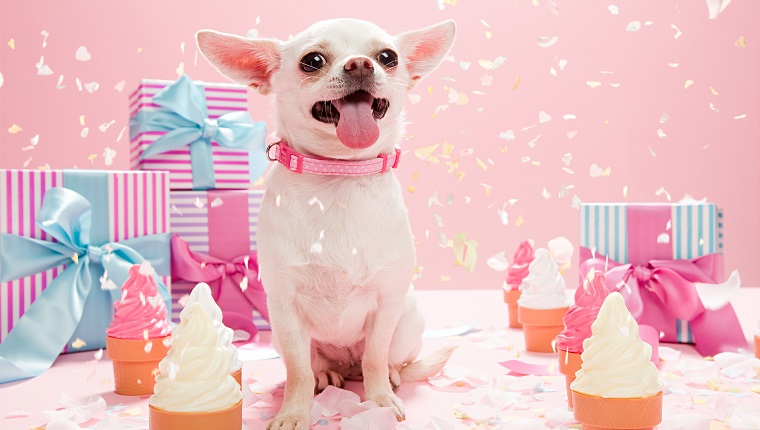 Chihuahua mit Konfetti und Geburtstagsgeschenken