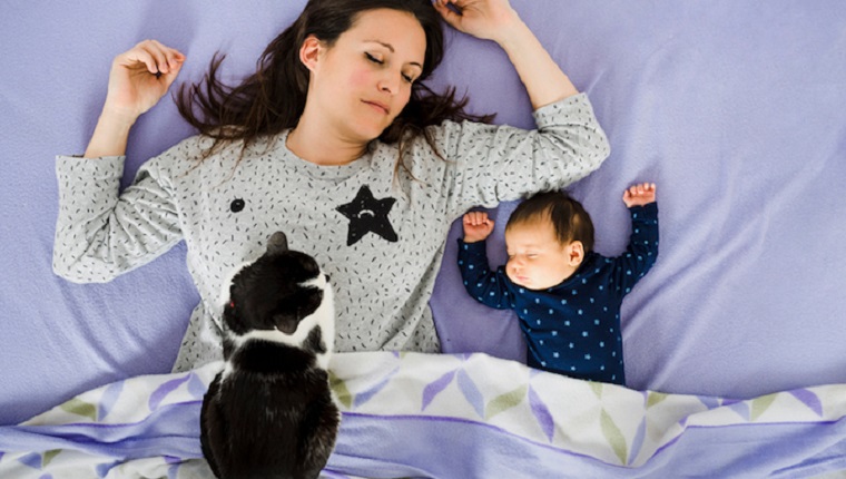 Schnurrende Möglichkeiten für Mütter, den Muttertag mit Katzen zu feiern
