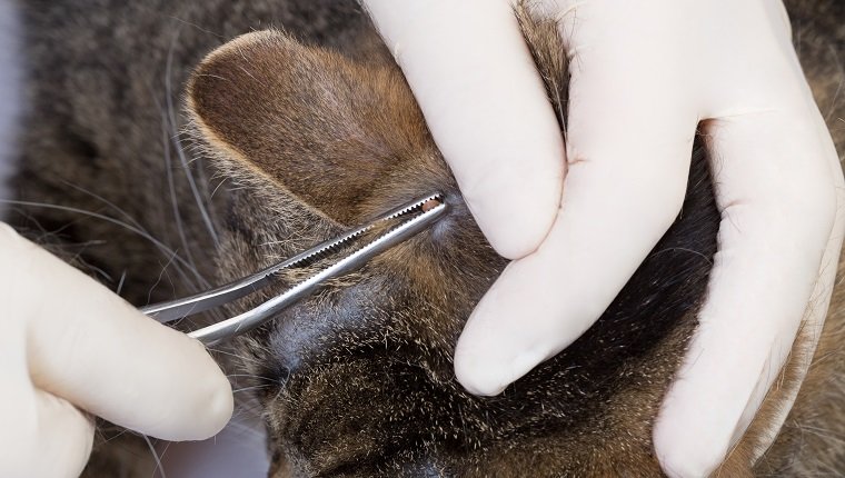 doctor removing a tick at the head of a cat with a tweezers