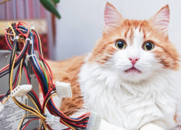 Cat and cables