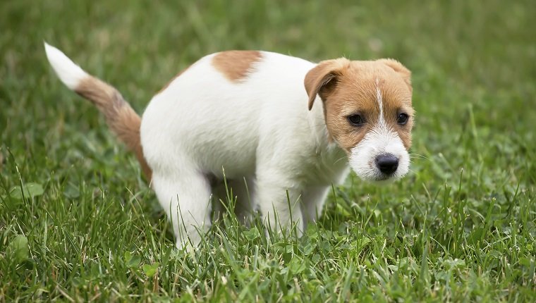 Netter Jack Russell Haustierhundewelpe, der seine Toilette tut und im Gras kackt