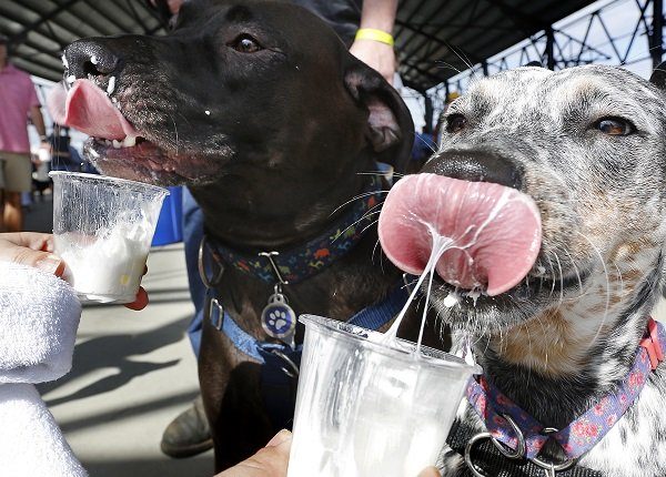 PORTLAND, ME - AUGUST 24: Dakota, a one-year-old Blue Heeler, right, and Ruger, a three-year-old Chocolate Lab, get a whipped cream treat from their owner Destiney Kennie of Baldwin at Ales for Tails event at Thompson