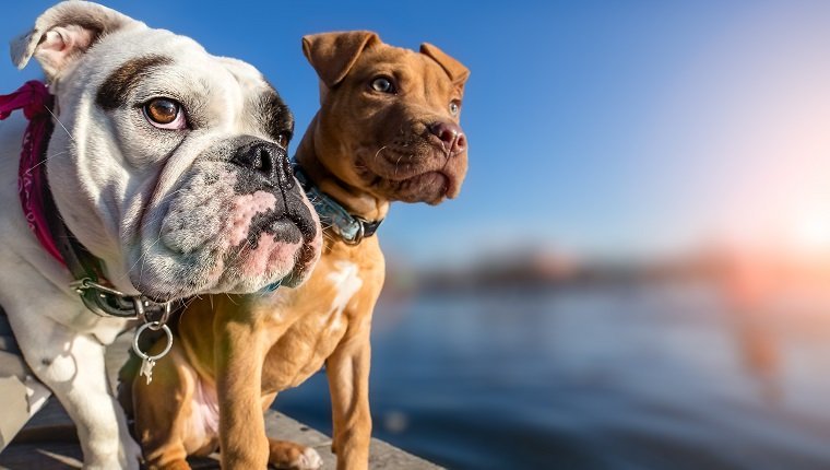 Zwei Hunde, die auf hölzernem Dock am See stehen