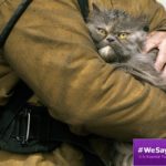 cat with firefighter
