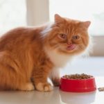Persian cat eating dry cat food