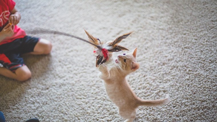 Kleiner Junge hält einen Stock mit Federn hoch, damit ein kleines Kätzchen damit spielen kann.
