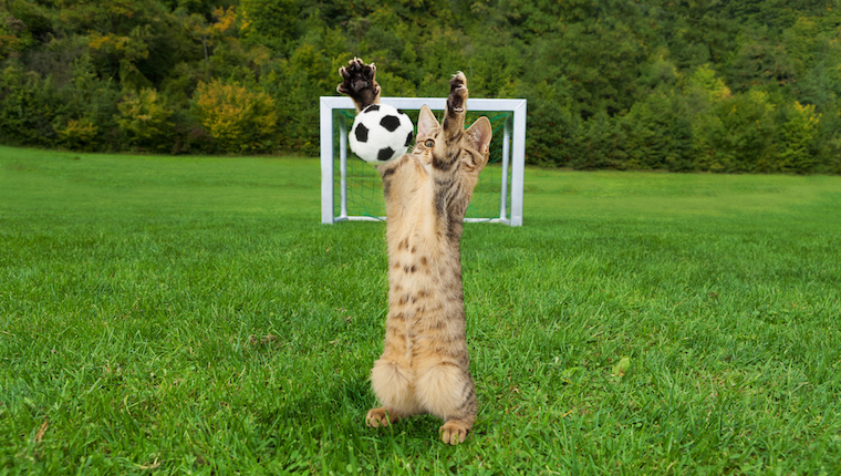 Katze, die Fußball spielt