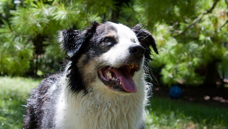 Ein verspielter und fröhlicher australischer Schäferhund, nass und mit Graten bedeckt, wartet darauf, dass ihm jemand einen Ball wirft
