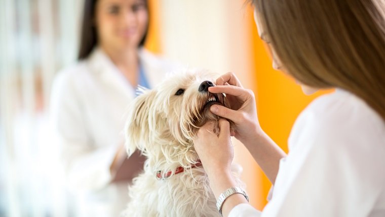 Überprüfung der Zähne eines niedlichen maltesischen Hundes durch einen Tierarzt in der Tierklinik