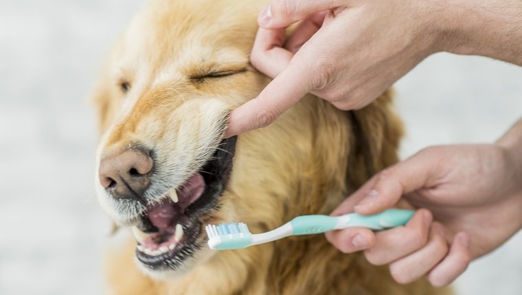 Ein reinrassiger Golden Retriever Hund zeigt die Bedeutung der Tierzahngesundheit. In diesem Rahmen putzt eine nicht erkennbare Person die Zähne des Hundes.