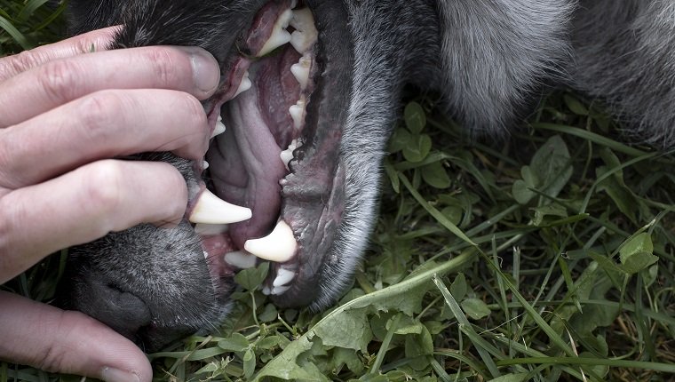 Eine Hand eines tapferen Hundebesitzers, der die Zähne seines aggressiven Haustieres untersucht und seinen Kopf auf dem Boden hält