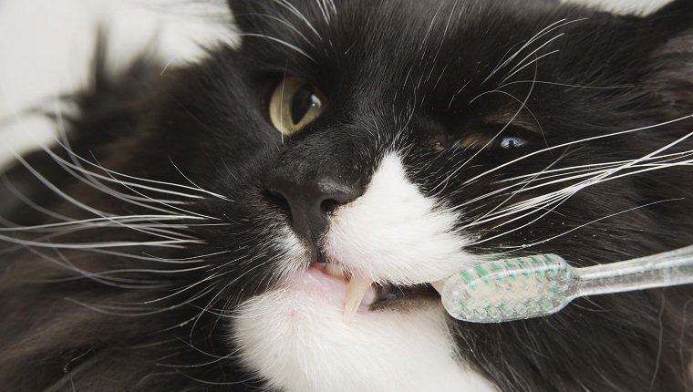 Eine Maine Coon Katze bekommt die Zähne geputzt. Katze zeigt Zähne und Zahnbürste.