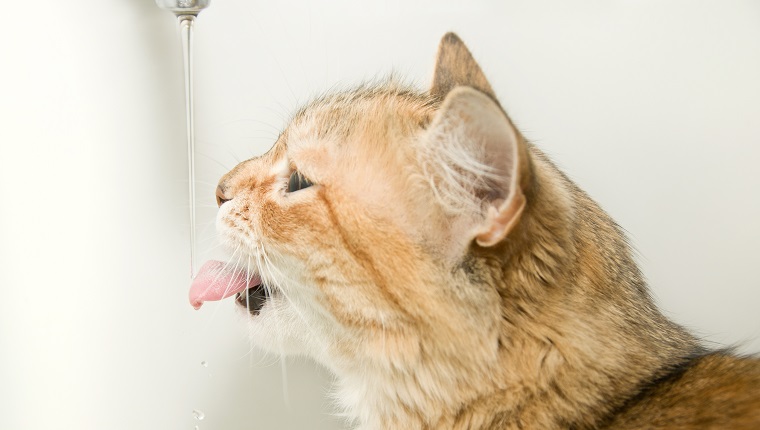 Trinkwasser der großen roten und weißen Katze