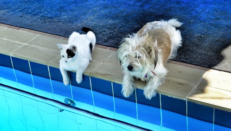 Hohe Winkelansicht des Hundes und der Katze, die am Pool sitzen