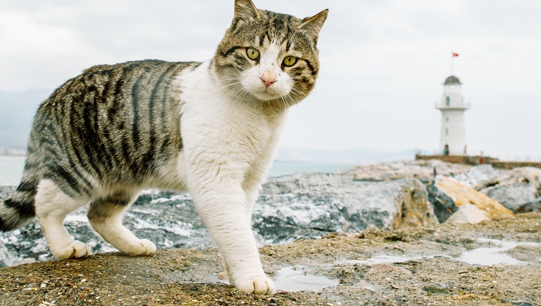 Porträt der Katze, die auf Felsen gegen bewölkten Himmel steht