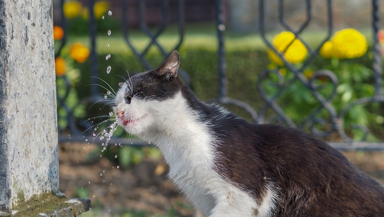 Katze Trinkwasser aus dem Brunnen