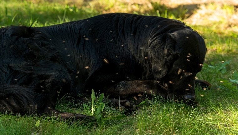 Ein schwarzer Mischlingshund aus Neufundland und Golden Retriever, umgeben von schwärmenden Mücken.
