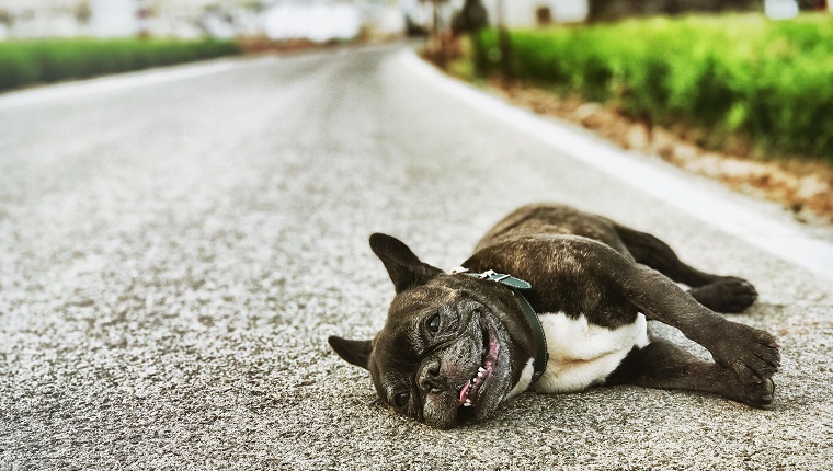 Hund liegt auf der Straße
